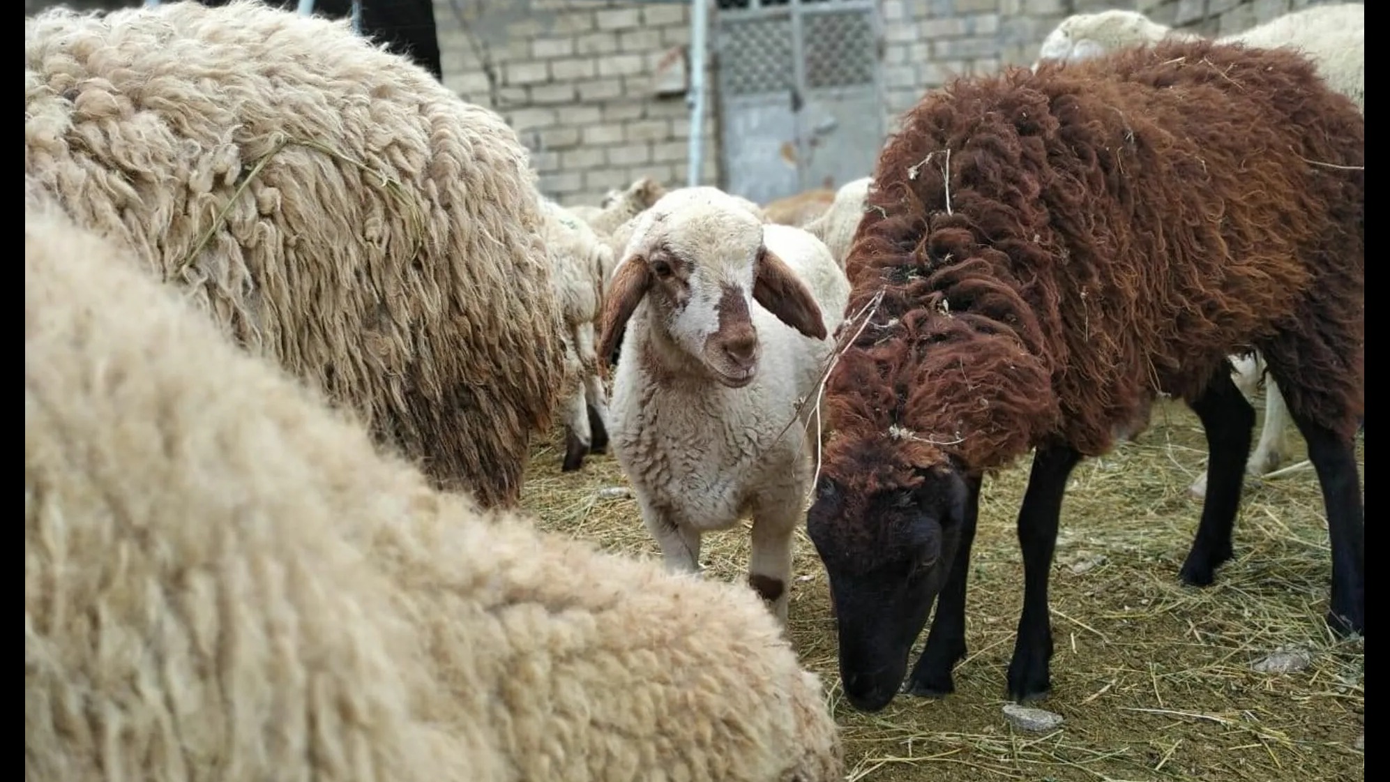 New best parada wave