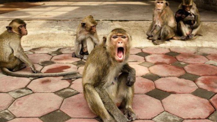 New best parada wave