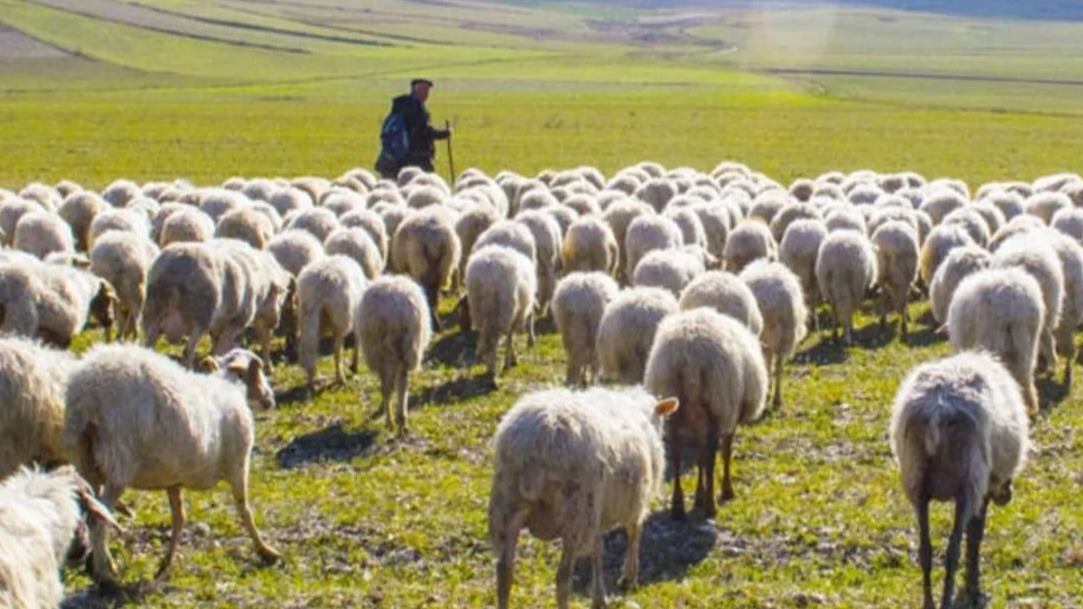 New best parada wave