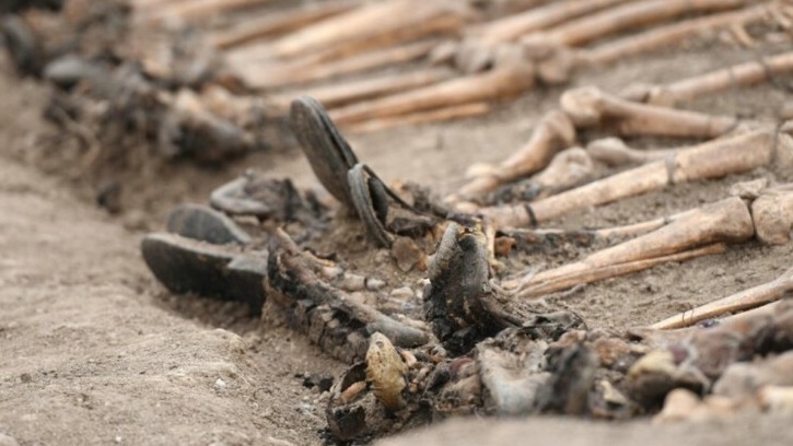 New best parada wave