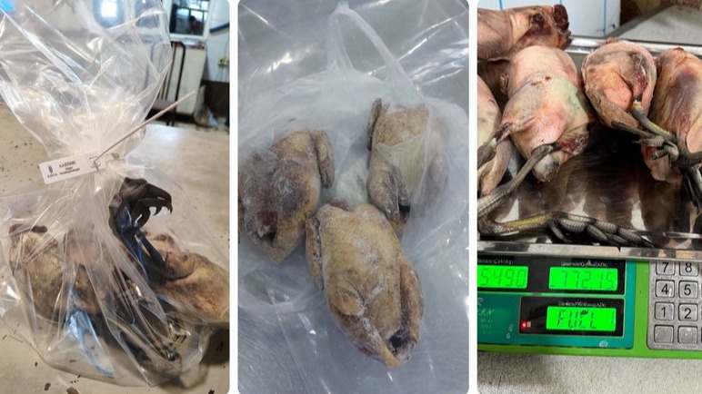 New best parada wave