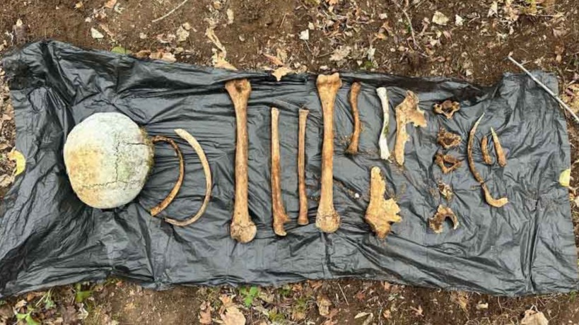 New best parada wave