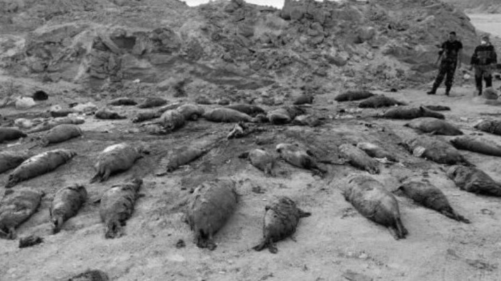 New best parada wave