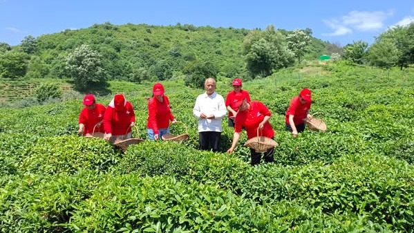 New best parada wave