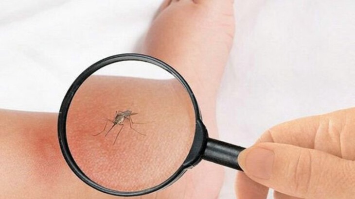 New best parada wave