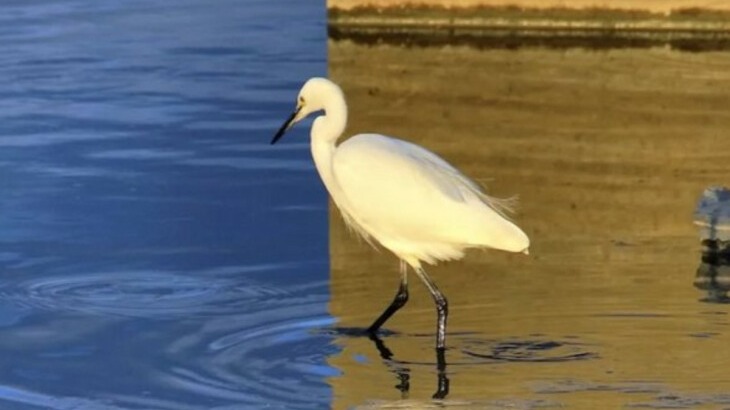 New best parada wave