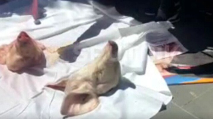 New best parada wave