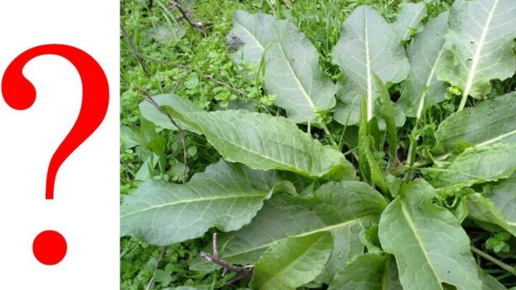 New best parada wave