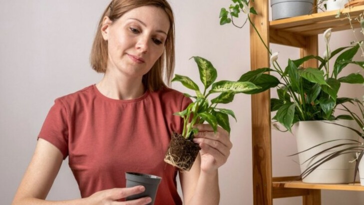 New best parada wave