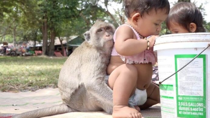 New best parada wave