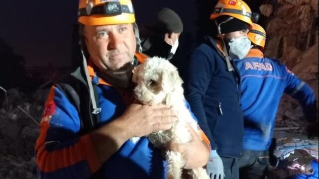 New best parada wave