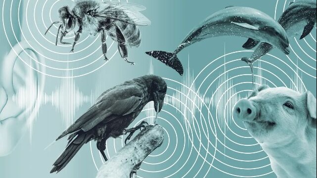 New best parada wave