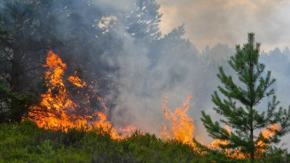 New best parada wave