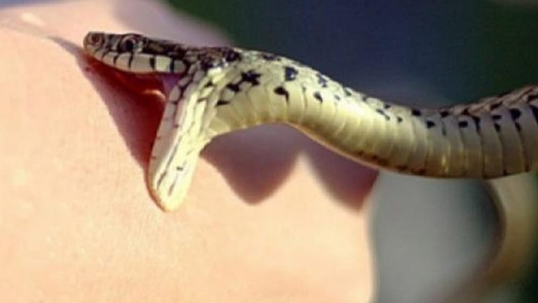 New best parada wave