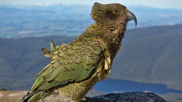 New best parada wave