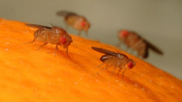 New best parada wave