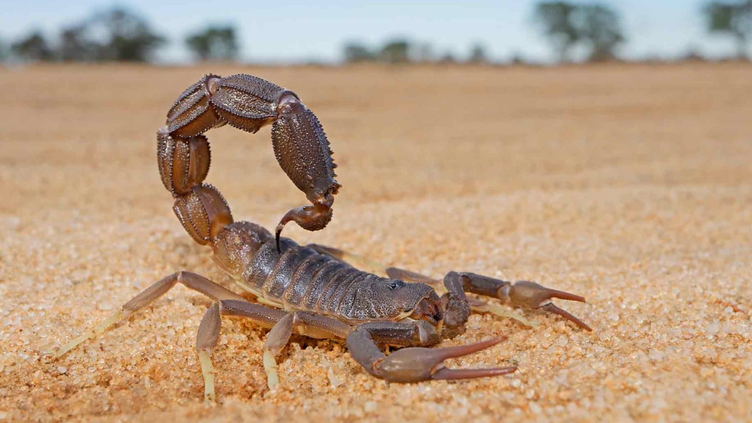 New best parada wave