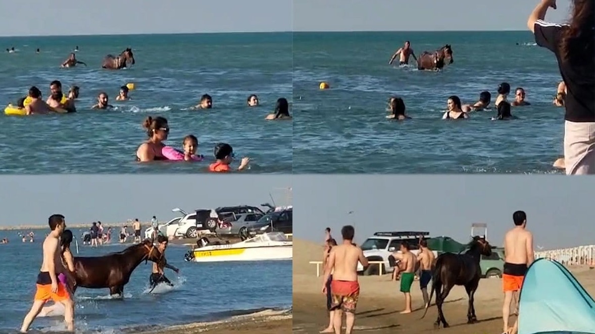 New best parada wave