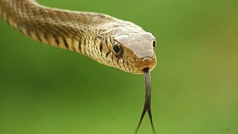 New best parada wave