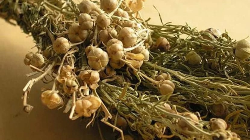 New best parada wave