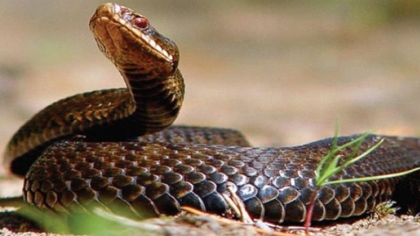 New best parada wave