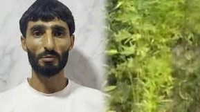 New best parada wave