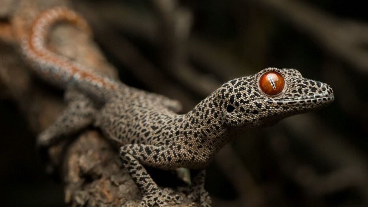 New best parada wave