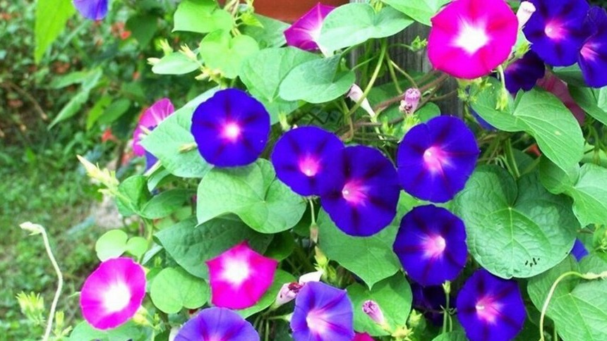 New best parada wave