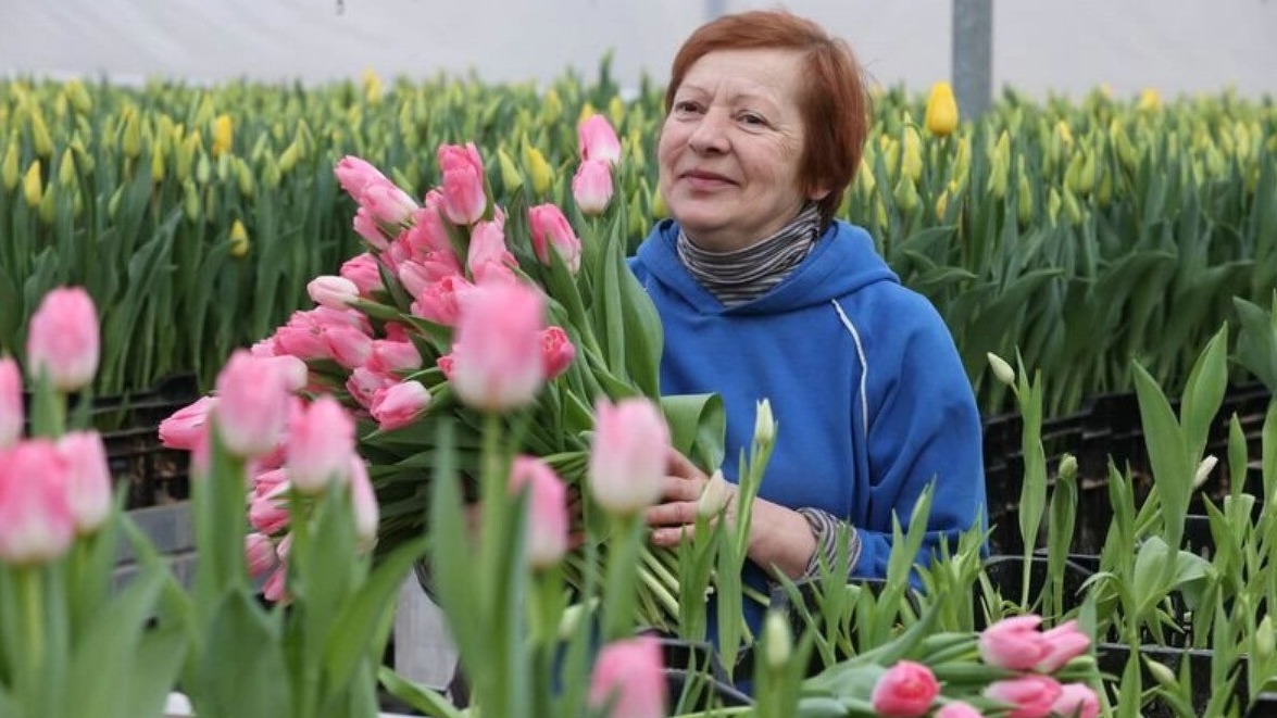 New best parada wave