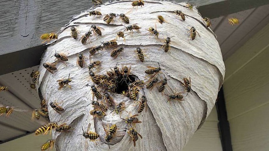 New best parada wave