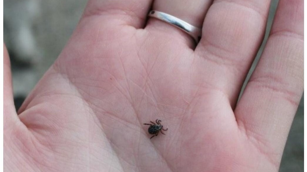 New best parada wave