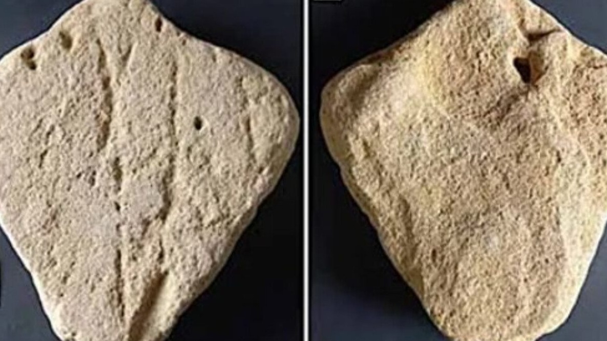 New best parada wave