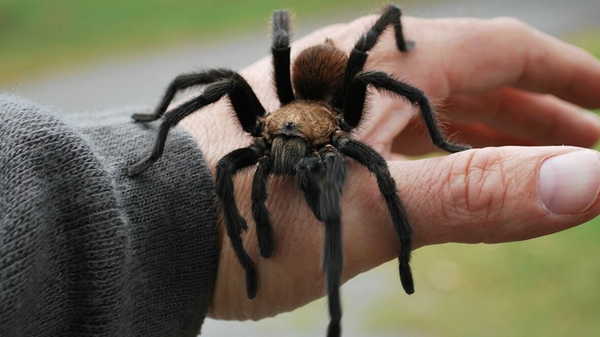 New best parada wave