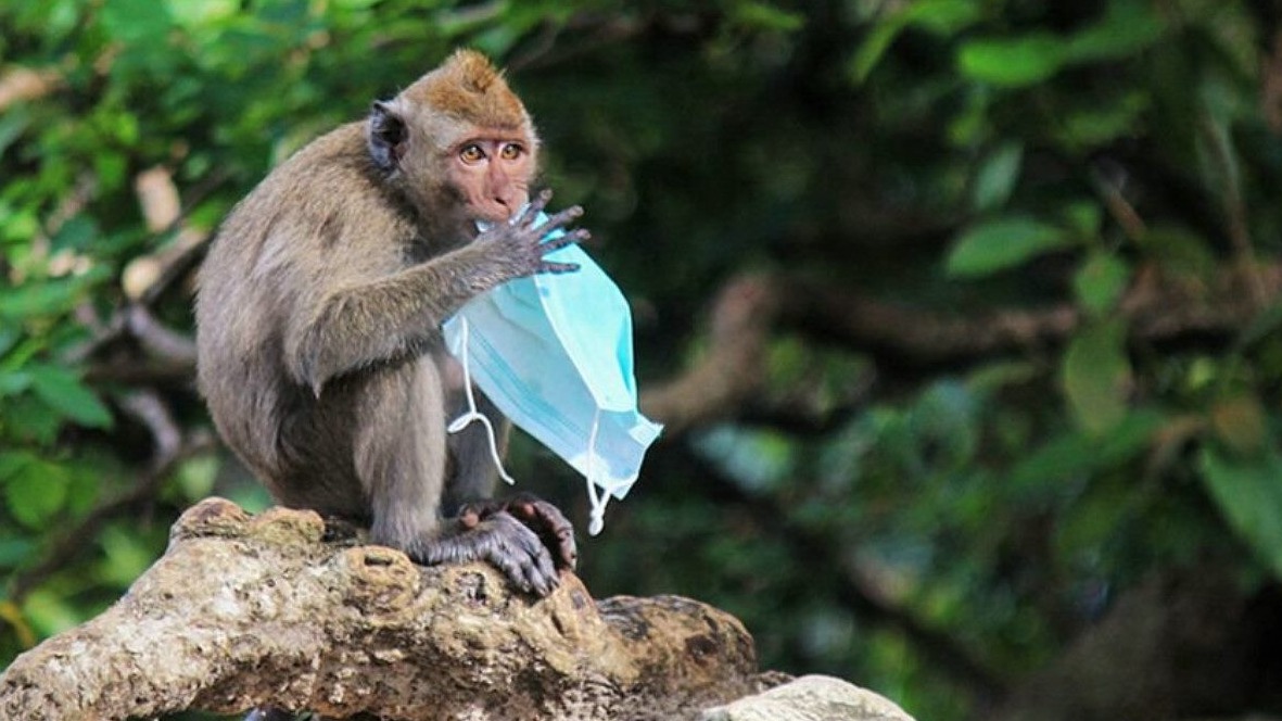 New best parada wave