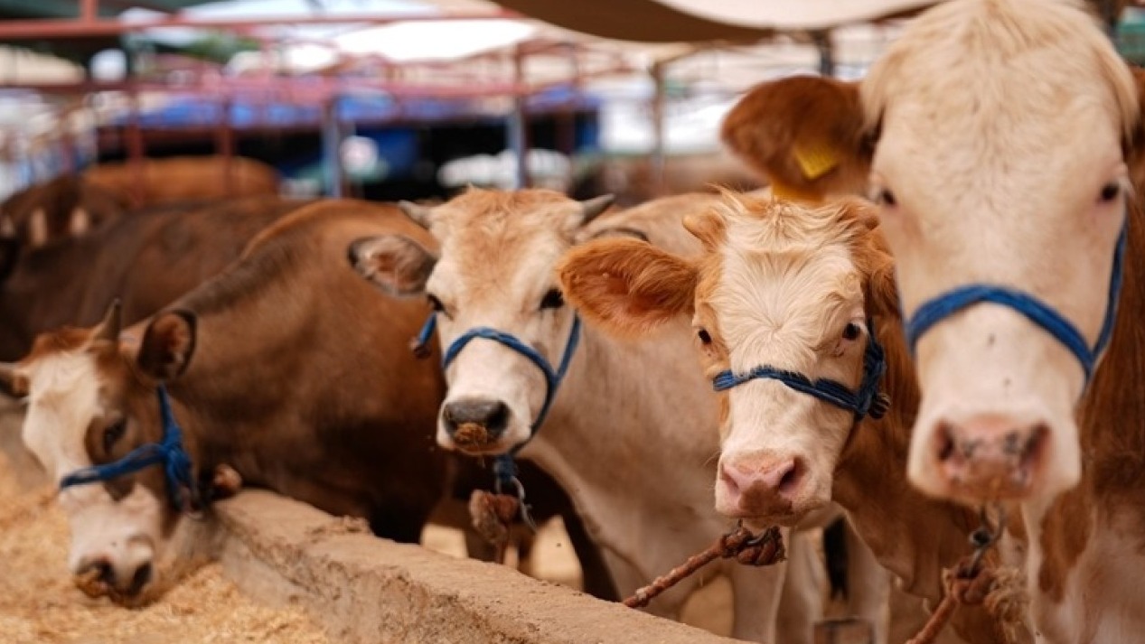 New best parada wave