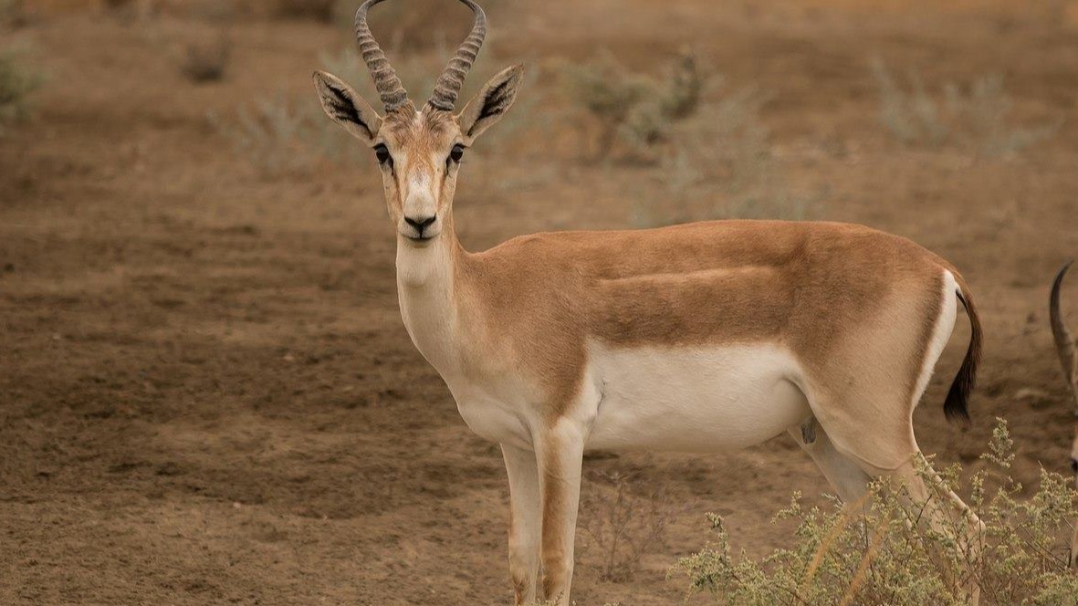 New best parada wave