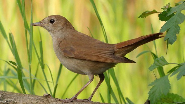 New best parada wave