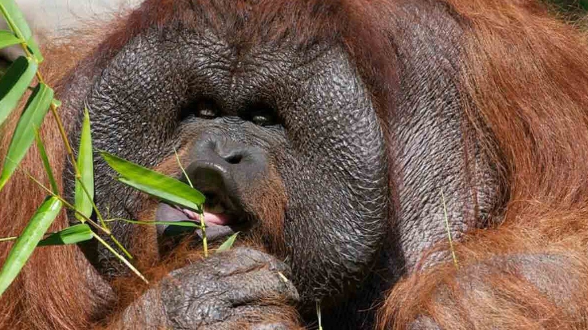 New best parada wave