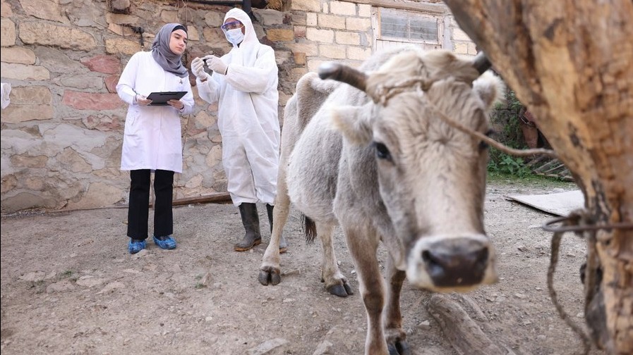 New best parada wave