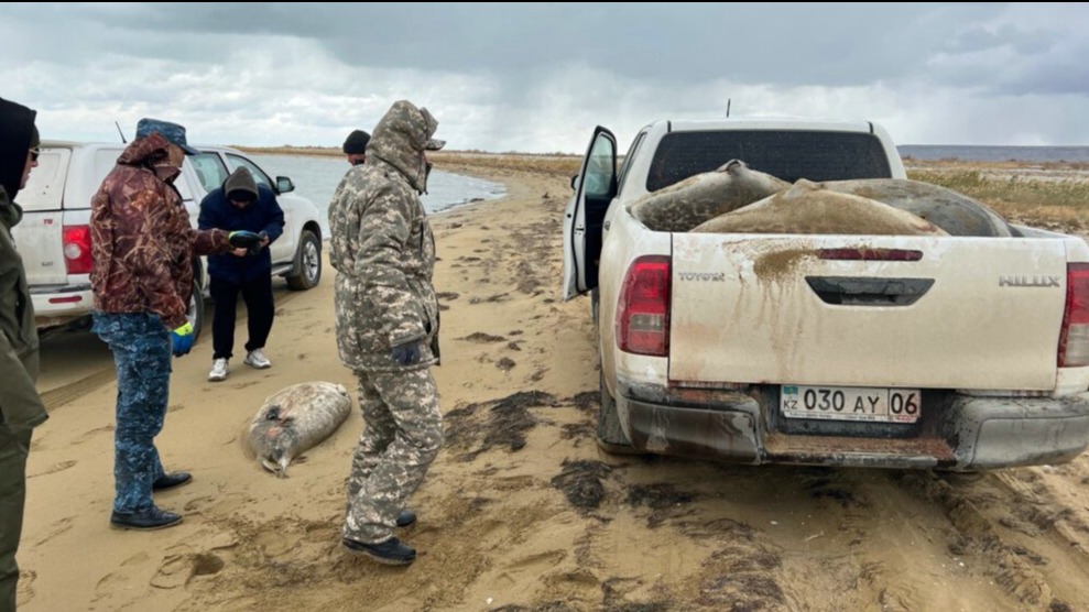 New best parada wave