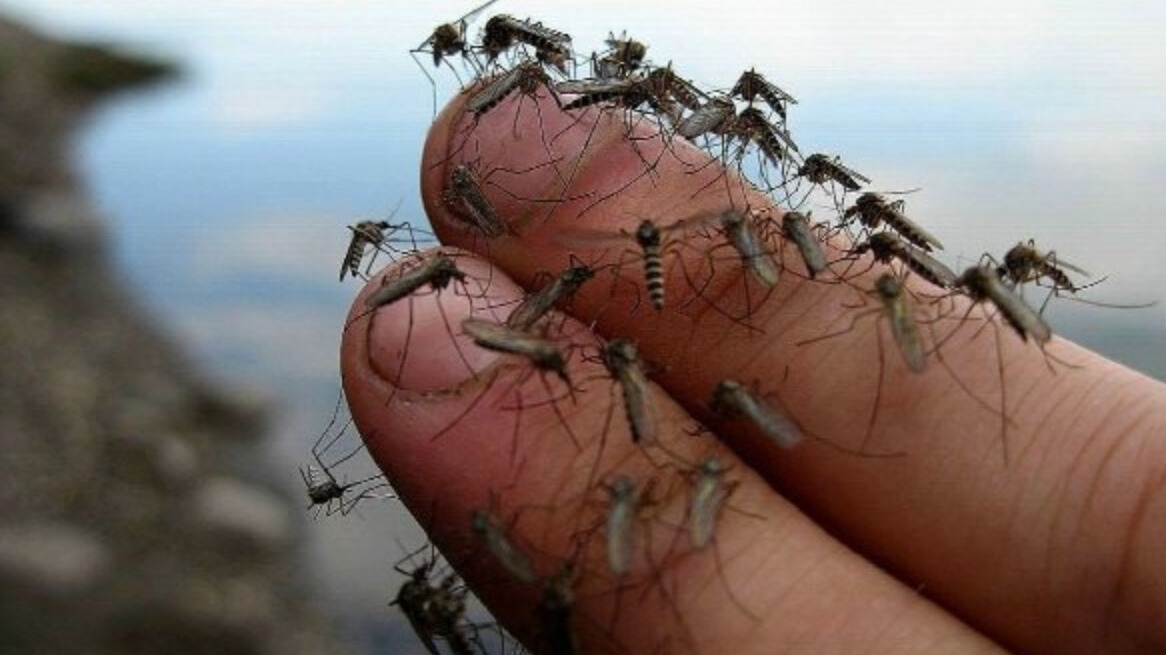 New best parada wave