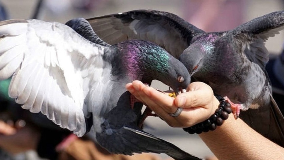 New best parada wave