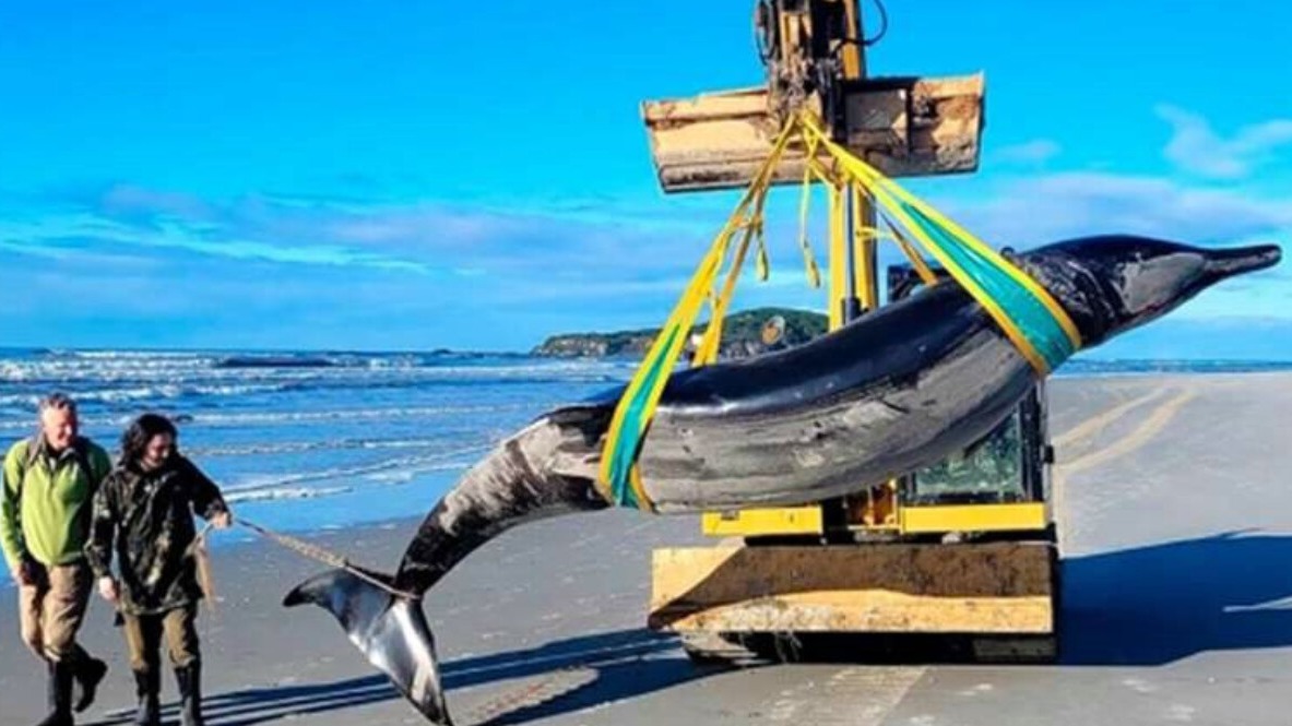 New best parada wave