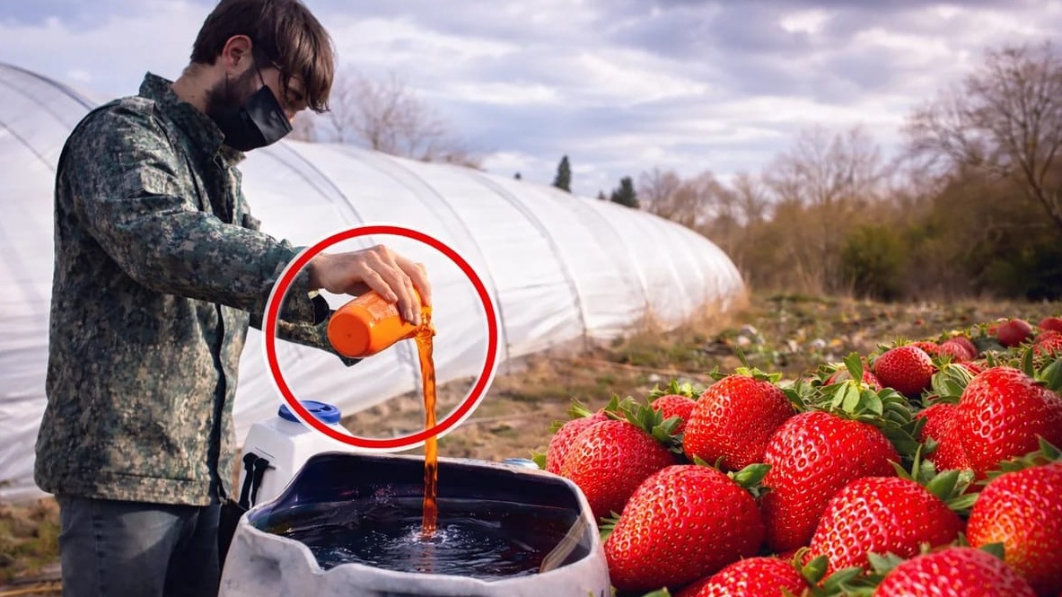 New best parada wave