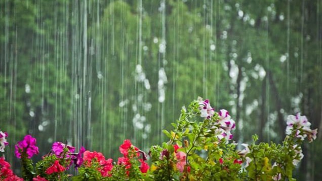 New best parada wave