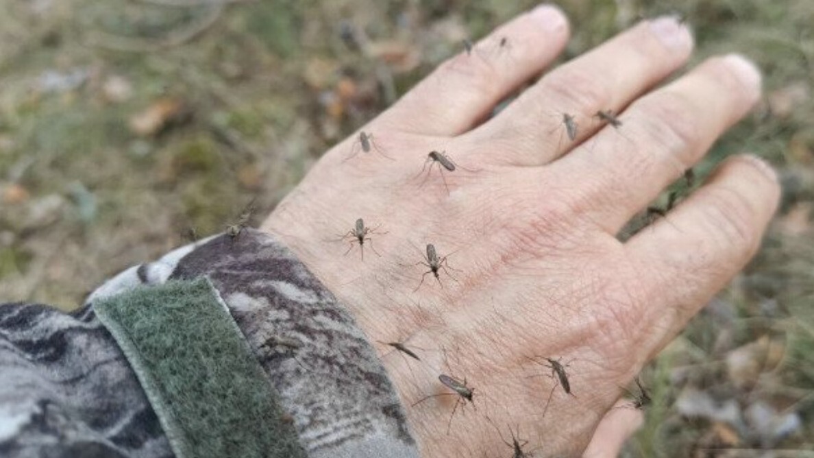 New best parada wave