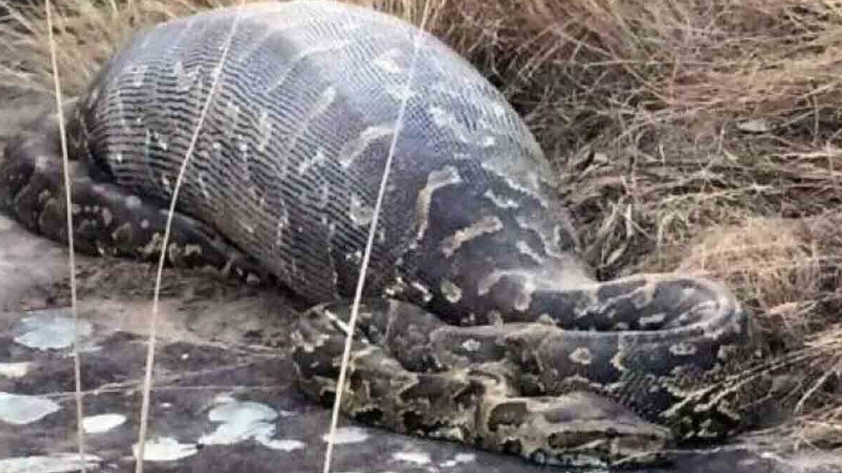 New best parada wave