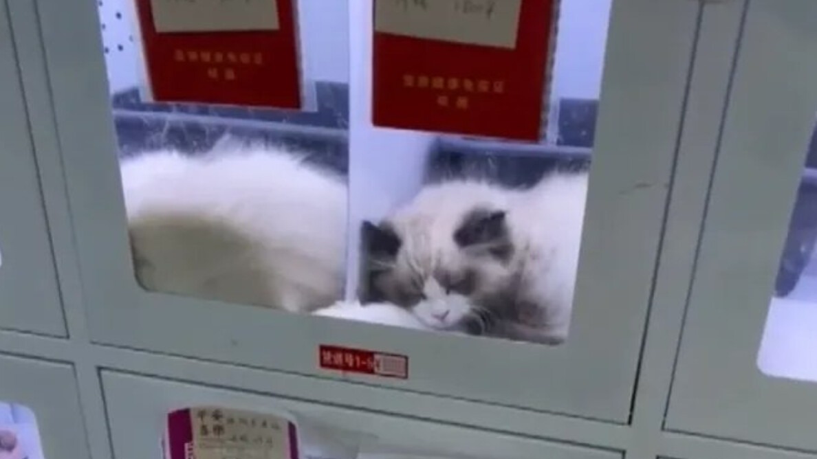 New best parada wave