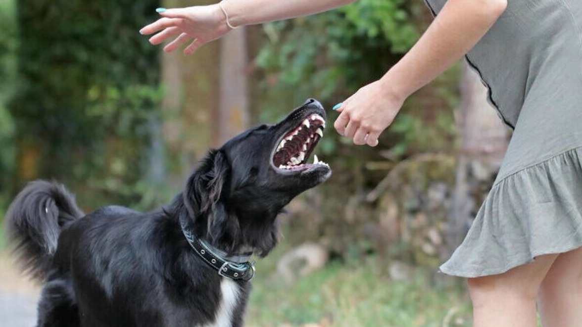 New best parada wave