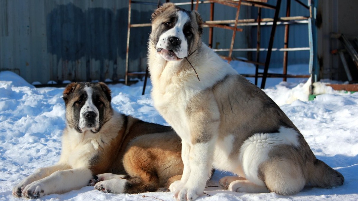 New best parada wave